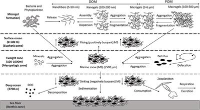 Marine Oil Snow, a Microbial Perspective